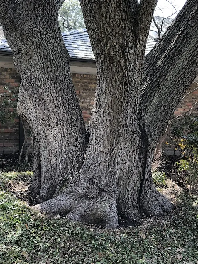 Mature heritage tree close to a Orrville property cared for by certified arborists